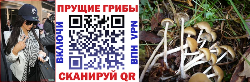 Купить  Донской  Галлюциногенные грибы ЛСД 